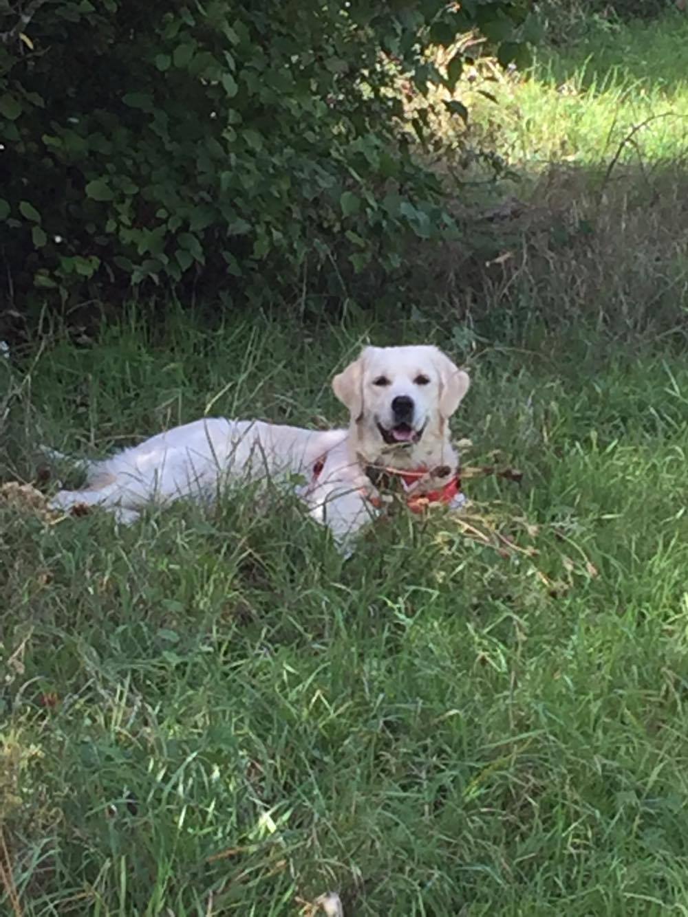 Golden retriever